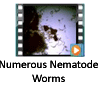 Nematode Worms Galore Video